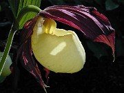Cypripedium