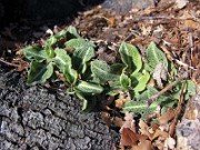 Goodyera