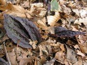 Tipularia