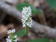 Unidentified