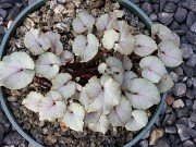 Cyclamen coum 20231202 0009