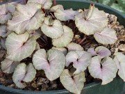 Cyclamen coum 20231202 0010