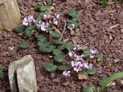 C. parviflorum