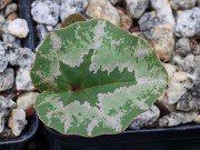 Cyclamen cilicium 20240928 0001
