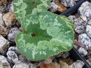 Cyclamen cilicium 20240928 0002