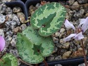 Cyclamen cilicium 20240928 0003