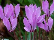 Cyclamen cilicium 20240928 0006