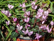 Cyclamen x schwarzii 20240324 0001