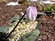 C. creticum