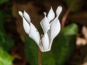 C. repandum