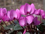 Cyclamen