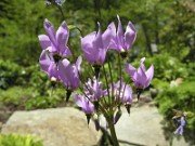 Dodecatheon