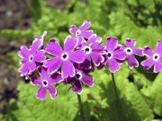 Primula