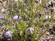 H. purpurascens
