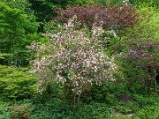 Rosa roxburghii f. normalis 20240509 0001