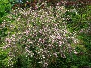 Rosa roxburghii f. normalis 20240509 0002