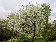 Halesia monticula 20230426 0006