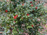 Camellia Korean Fire 20240307 0002