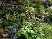 Trillium discolor 0003