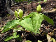 Trillium discolor 0005