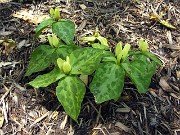 Trillium discolor 0006
