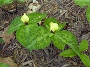Trillium discolor 0011