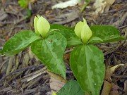Trillium discolor 0013