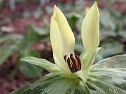 Trillium discolor 0015