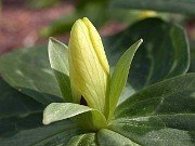 Trillium discolor 0018