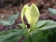 Trillium discolor 0019