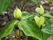 Trillium discolor 0020
