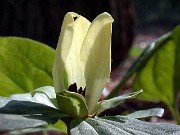 Trillium discolor 0022