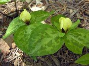 Trillium discolor 0026