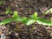 Trillium discolor 0031