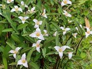 Trillium pusillum var. texanum 20240410 0001