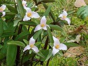 Trillium pusillum var. texanum 20240410 0003
