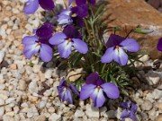 Viola