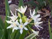 Amaryllidaceae