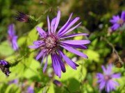 Asteraceae