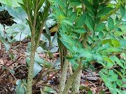 Amorphophallus konjac 20210702 0001