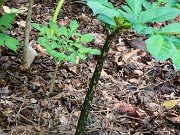 Amorphophallus konjac 20210702 0002