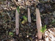 Amorphophallus konjac 20210710 0001