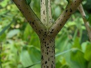 Amorphophallus konjac 20210710 0004