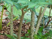 Amorphophallus konjac 20210710 0006