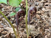 Amorphophallus konjac 20210710 0009