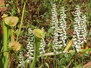 Spiranthes Chadds Ford 20211008 0004