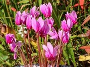 Cyclamen confusum 20210008 0001