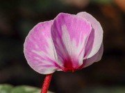 Cyclamen coum 20210117 0002