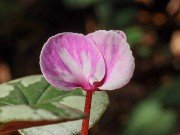 Cyclamen coum 20210117 0003