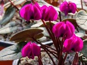 Cyclamen coum 20210204 0002